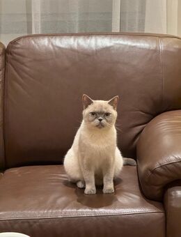 Britisch Kurzhaar - Düsseldorf