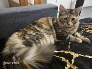 Maine Coon Katzse - Kassel