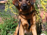 Woody rüde 1,5 Jahre 40 cm - Altomünster