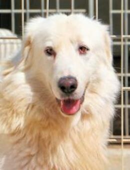 EMILIANO - großer weißer Bär - Regensburg