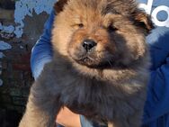 Chow-Chow Welpen - Demmin