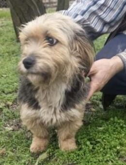 Roxanna 30 cm - Alpenrod