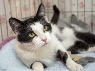 Flamenca - Verschmuste Katzenlady - Bad Camberg