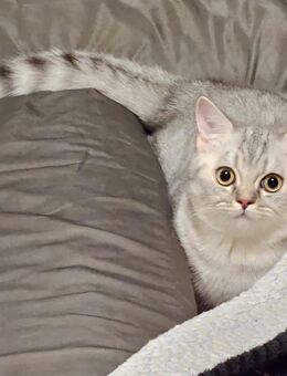 Zuckersüße BKH Kitten - Osnabrück