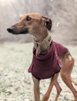 Unsere Selma sucht ihr Rudel - Hamburg