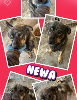 Hündin Newa bald auf PS in Pottenstein - Nürnberg