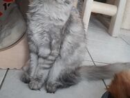 Maine Coon Mädel in black silber torbie - Murrhardt