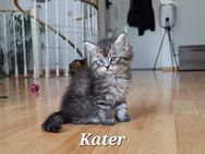 reinrassige Maine Coon Kitten suchen liebevolles Zuhause - Eisenach