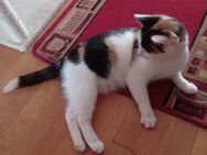 Liebe Katze sucht - Marktredwitz