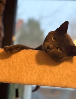 Hübscher Flash sucht Sofa mit Katzen - Stelle