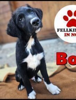 süßer Welpe Boo sucht sein Zuhause - Margetshöchheim