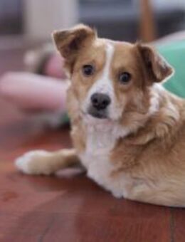 Hallo, ich bin Kokino 🐾💛 - Ovelgönne