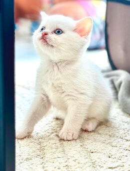 🐾 Reinrassige BKH Kitten – weiß mit blauen Augen 🐾 - Wald-Michelbach