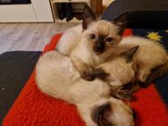 2 Siam-Thai Kitten suchen liebevolles neue Zuhause Kätzchen und Kater - Salzkotten