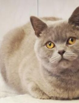 Tomitza, verschmuster Kater - Heinsdorfergrund