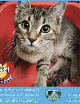 Tomi wartet auf sein Für-Immer-Zuhause! - Waakirchen