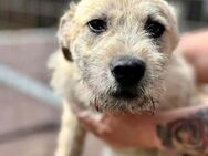 YUMI ~ fröhliches Hundefräulein - Duisburg