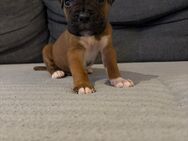 Boxerwelpe geb 8.4.25 - Bernburg (Saale)