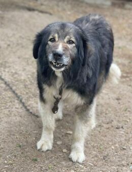 Zora braucht erfahrene Menschen 🐾 - Elsdorf (Nordrhein-Westfalen)