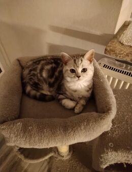 Britisch Kurzhaar Kätzchen - Flensburg