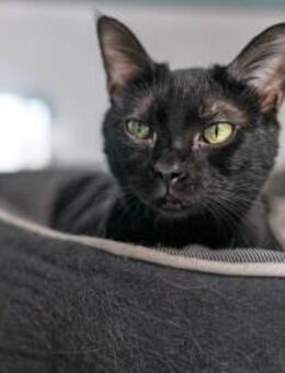 Katze Wiffi - Bochum