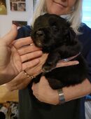 Aussiedor Welpen vom Tannenhof, Wurf vom 18.10.2025 Australian Shepherd / Labrador, Hybridrasse in 53909