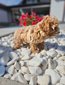 Maltipoo Toy 🐶✨ - Bassersdorf