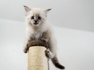 Wunderschöne Kitten - Rassemix - Neuruppin