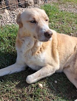 Azzurra - Paten gesucht - Grevenbroich