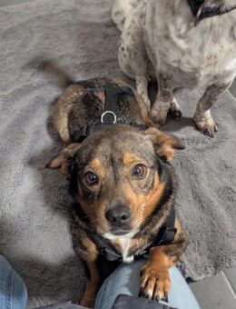 Süße Mini sucht liebevolles Zuhause - Seggebruch