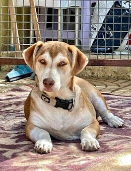 Süßer Pauli sucht seine Familie - Weilheim (Oberbayern)