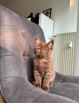 BKH/ norwegische Waldkatze Mix - Aachen