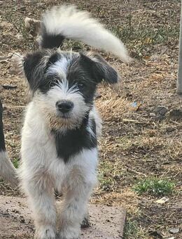 Wuschel Bacio - Tholey