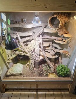 2 Zwerg Bartagamen mit Terrarium abzugeben - Naumburg (Saale)