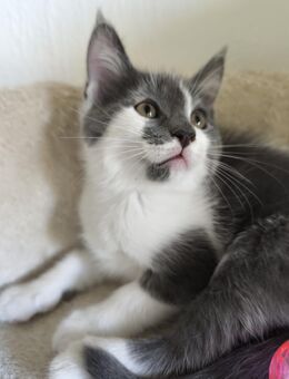 Wunderschöner Maine Coon BKH Mix Katerchen - Baden-Baden Zentrum