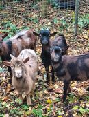 Mondschecken Reine Zwergziegen Böcke in 49762