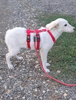 LOTTA - Zuhause gesucht - Konstanz