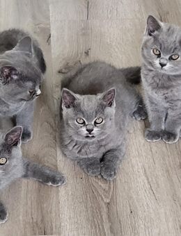 BKH Kitten - Blue 15.8. abholbereit 3 Mädchen u 1 Junge noch frei - Elkenroth