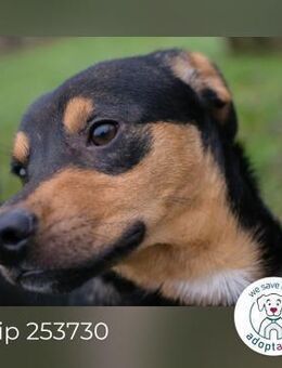 Chip 253730: Hundekind sucht ein Zuhause - Kirchzell