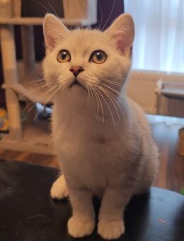 Britisch Kurzhaar Kitten Kater männlich Farbe Black Silver Shaded - Oedheim