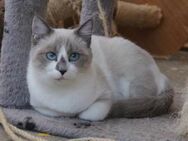 Liebe Lada (Felv) sucht ihre Familie - Margetshöchheim