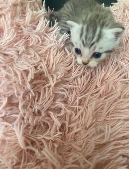 Babykatzen - Hamburg Bergedorf