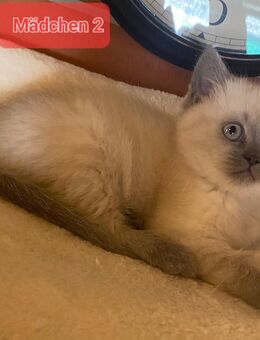 Bkh Kitten in blue point und blue Farbe - Brakel