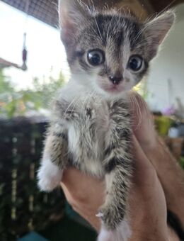 Süße Baby Kitten - Unterthingau