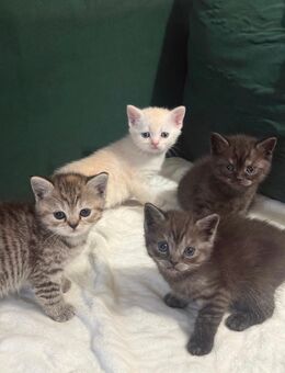 BKH Katze - Chemnitz