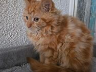 Maine Coon / Sibirier Mix Kater - Knüllwald