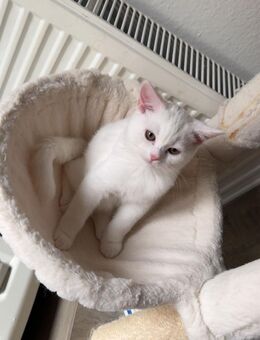 bkh kitten weiß - Kressbronn (Bodensee)