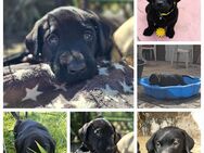 Herzensbrecher sucht Familie Labrador Welpe Rüde - Sprötau
