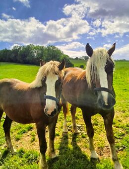 2 Schwarzwälder Stuten, Passgespann - Ferna