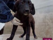 Mura 💖 Knuddeliges Hundemädchen! - Spenge